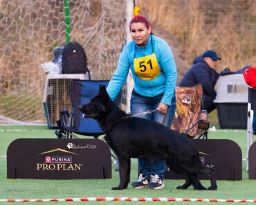 Вязка собак: Вязка: Немецкая овчарка, Самец, 2 года, С родословной — 9