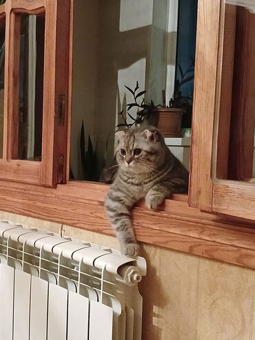 шиншилла котенок: Şinşilla, Erkək, Ünvandan götürmə