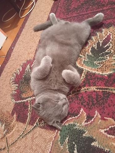 сиамский вислоухий кот: Шотландская вислоухая кошка (Scottish Fold), окраса «blue» (серый — 3