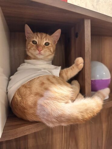 Pişiklər: Sekilleri cevirib baxin korpelikden mende evde boyuyen balalarim heer -da lalafo.az — 6 Pişiklər: Sekilleri cevirib baxin korpelikden mende evde boyuyen balalarim heer — 6