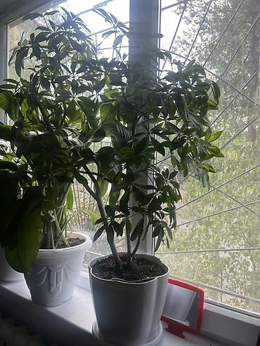 Другие комнатные растения: Комнатные крупномеры, готовые для озеленения интерьера. Состав: - — 33