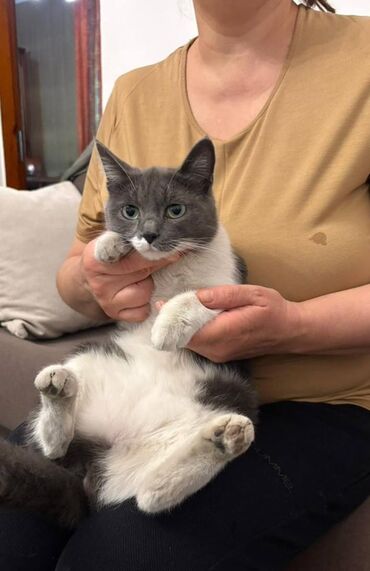 купить дом для кота: Кошка даром: Беспородная, 1 год, Девочка, Приучена к лотку