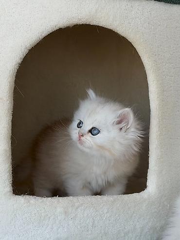 Pişiklər: Britan, Erkək — 19