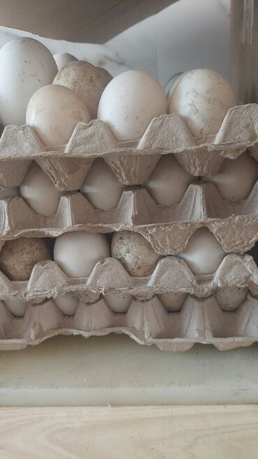 топоз сатылат: В продаже есть инкубационные яйца индоутки. по 30 сом за яйцо