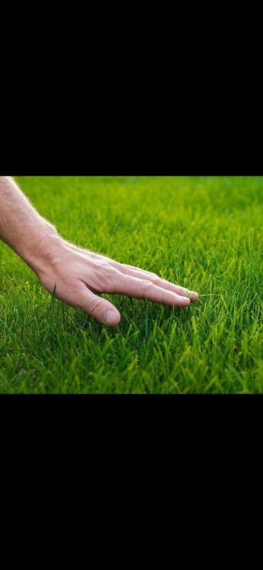 купить газон: Газон под ключ ! посев газона спортивный игровой универсальный