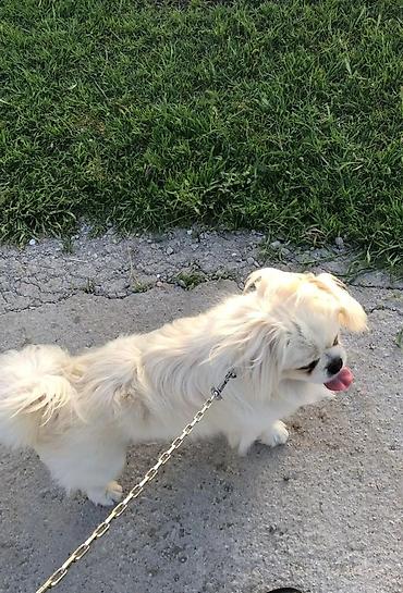 İtlər: Pekines, 8 ay, Erkək, Peyvəndli, Pulsuz çatdırılma — 1