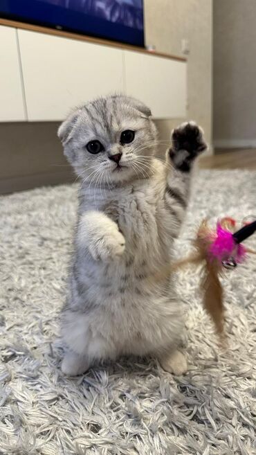 купить вислоухого котенка: Шотландские вислоухие котята (Scottish Fold) - Тип: домашние котята с
