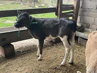 Коровы, быки: Продаю | Бык (самец), Тёлка | Для разведения — 13