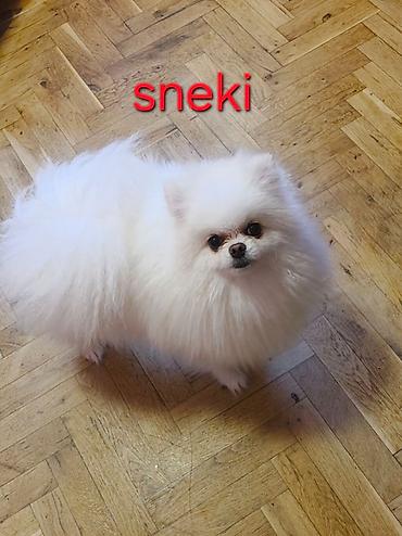 kupujem prodajem pomeranac: Pomeranian Star renomirana odgajivačnica pomeranaca iz Beograda je — 7