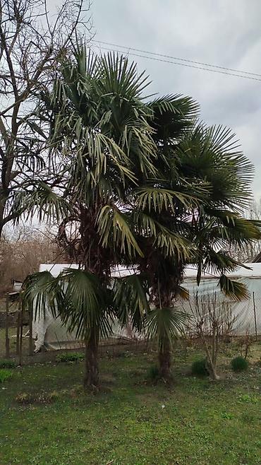 samovar satilir: 2 ədəd palma ağacı satılır(birini də ala bilərsiz) Boyu 5metrdən — 1