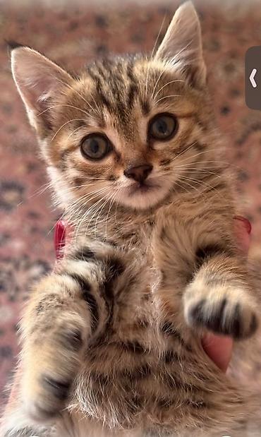 бархатные котята: 2 месяца, Мальчик — 5