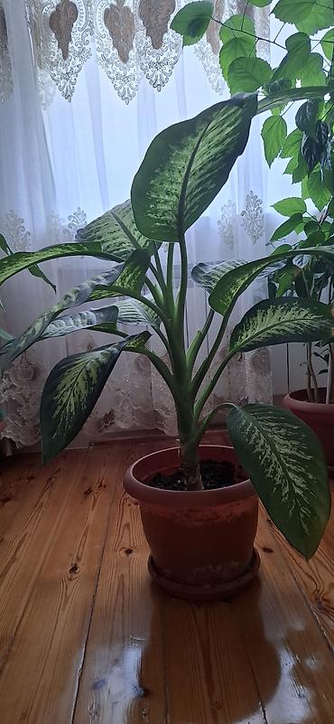 dekorativ goyercinler: Dieffenbaxiya (Dieffenbachia) – iri, zolaqlı yarpaqları olan dekorativ — 2