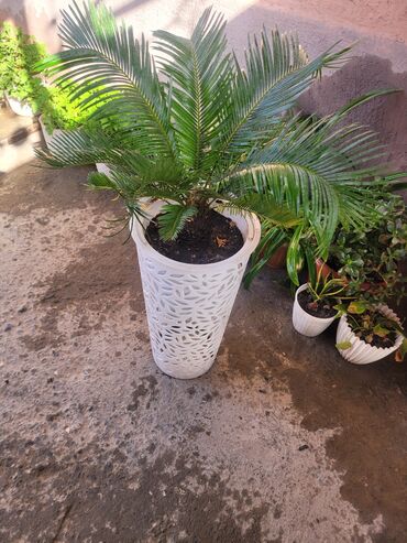 пустые баклажки: Комнатные растения в декоративных кашпо 1) Саговник (Cycas revoluta)