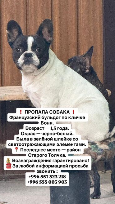 объявления о пропаже животных: Пропала собака — французский бульдог по кличке Боня. Возраст: 1,5