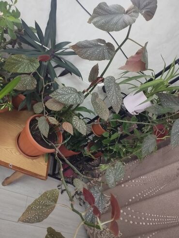 мускатный орех купить бишкек: Бегония