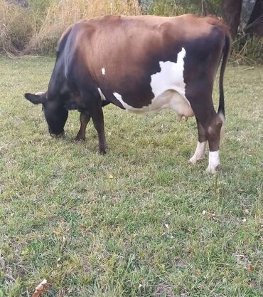 обучение собак: Продаю | Корова (самка) | Для молока | После отела