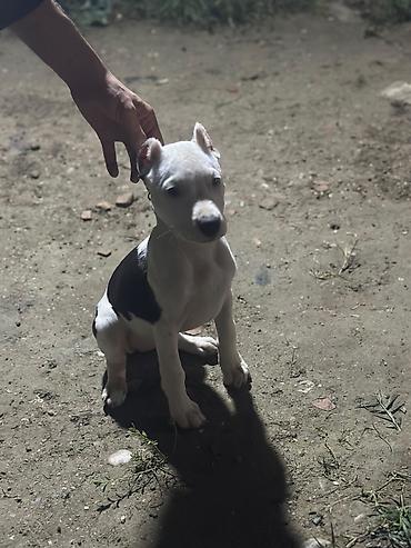 pop it: Pitbul, 2 ay, Dişi, Peyvəndli, Ödənişli çatdırılma — 3