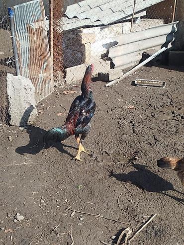 Куры, петухи: Продаю | Петух | Бойцовая | Для разведения — 2