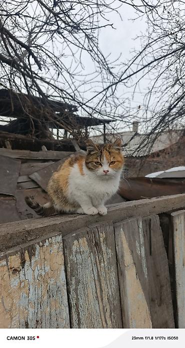 Отдам даром кошку: Кошка даром: Беспородная, Девочка at lalafo.kg — 4 Отдам даром кошку: Кошка даром: Беспородная, Девочка — 4