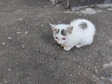 Мышыктар: Отдам котят в добрые руки! 2 кошечки и 2 котика Дворовая кошка — 3
