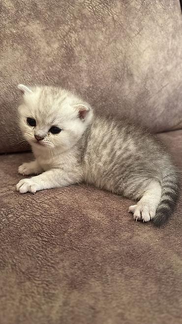 Кошки: Шотландская вислоухая — 3