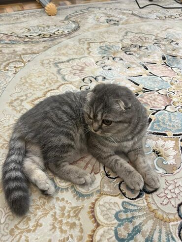 животные кошки: Продаётся шотландская кошка Вислоухо Родилась 11.11.2023 Девочка к