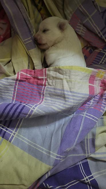 Psi: Na prodaju stenci maltezera,snezno bele boje,stari dva — 5