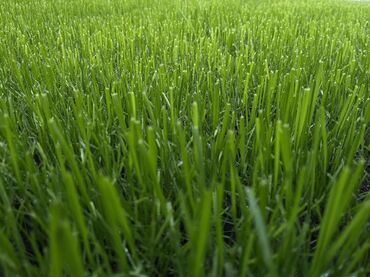 искусственный газон для футбола цена: Искусственный газон в рулонах - Реалистичная фактура: густой ворс