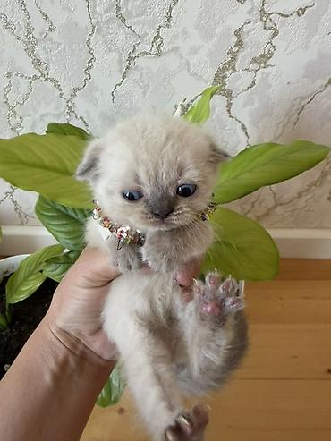 Pişiklər: Şotland yastı qulaq — 1