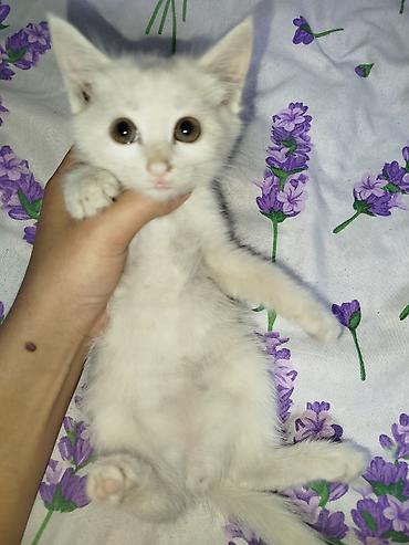 белые котята: Отдам в хорошие руки Котята, домашние. На фото: -Белый котёнок с — 5