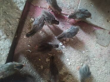 anqut quşu: Səbzi ballari .20 günlük