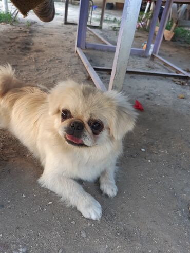 pekines itlər: Пекинес, 1 год, Самка, С прививками, Самовывоз
