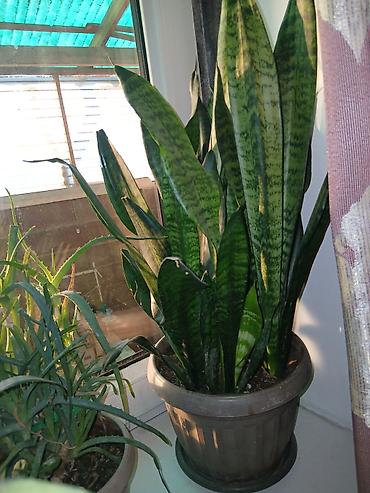 Драцены и Сансевиерии: Большой выбор Сансиеверии at lalafo.kg — 12 Драцены и Сансевиерии: Большой выбор Сансиеверии — 12