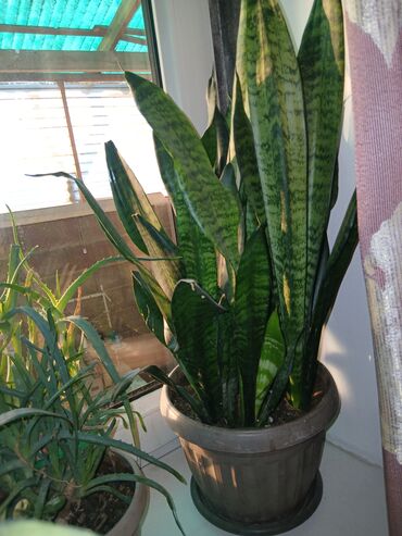 Драцены и Сансевиерии: Большой выбор сансиеверии — 9