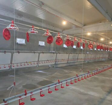 Qidalandırıcılar: Yem qabı, Yem üçün, Quşlar üçün, Rayonlara çatdırılma, Ünvandan götürmə, Pulsuz çatdırılma — 12