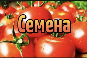 pioneer семена: Супер Урбана, Лоджейн, Вольверин, Семена, помидор, Плотный at lalafo.kg pioneer семена: Супер Урбана, Лоджейн, Вольверин, Семена, помидор, Плотный