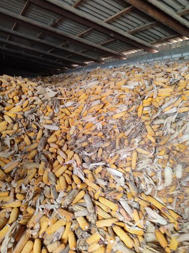 дробленная кукуруза: Продаю кукурузу в початках сорт Лемонгрей Китай торг уместен