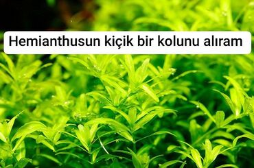Balıqlar: Sülhsevər, Ünvandan götürmə