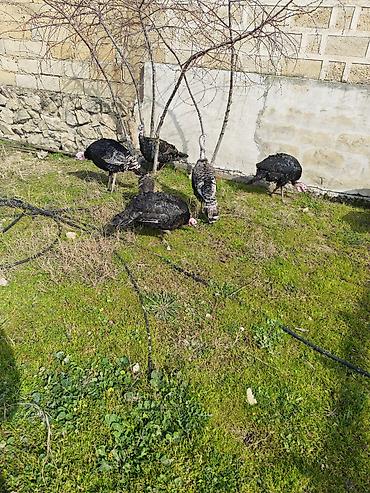 Heyvanlar: 🥚 Damazlıq yumurta 2.50 🐥 Sağlam və aktiv balalar 7.50 manat ✅ Güclü — 5