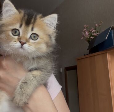 Продажа кошек: Скотиш Страйт (Шотландская прямоухая), 2 месяца, Девочка, Золотая шиншилла, Приучена к лотку, Проглистована