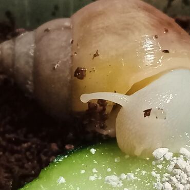 лягушки живые: ПРОДАЮ! отборные шикарные улитята вида ахатина фулика родация альбино