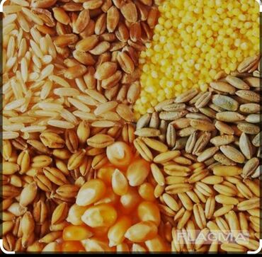 продажа кукуруза: Куплю испорченный корм ячмень, пшеницу, кукурузу