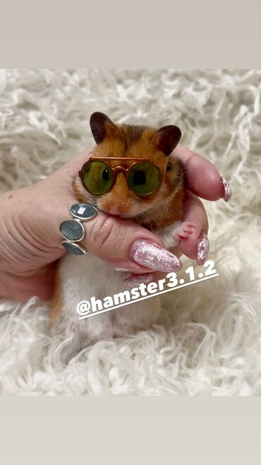 Хомяки: Продаются хомячки джунгарские, сирийские, ангорские пушистые хомячки — 26