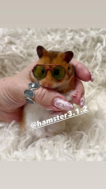 Хомяки: Продаются хомячки джунгарские, сирийские, ангорские пушистые хомячки — 15