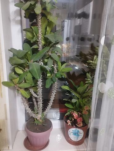 Бөлмө өсүмдүктөрү: Комнатные растения – Молочай Милла (Euphorbia milii, «терновый венец») — 1
