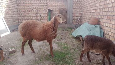 кошка американский керл: Сатам | Козу, Кочкор (эркек) | Арашан | Көбөйтүү үчүн