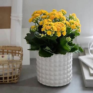 kala: Kalanxoe (Kalanchoe blossfeldiana) – saksı bitkisi - Rəngli, çoxlu — 1