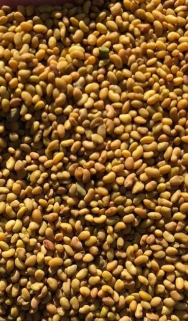 беде урук багира: Продаю семена люцерны, высший сорт,сорт межотинский,семилетка