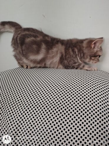 Pişiklər: Britan, Erkək, Yaxşı əllərə, Ünvandan götürmə — 7