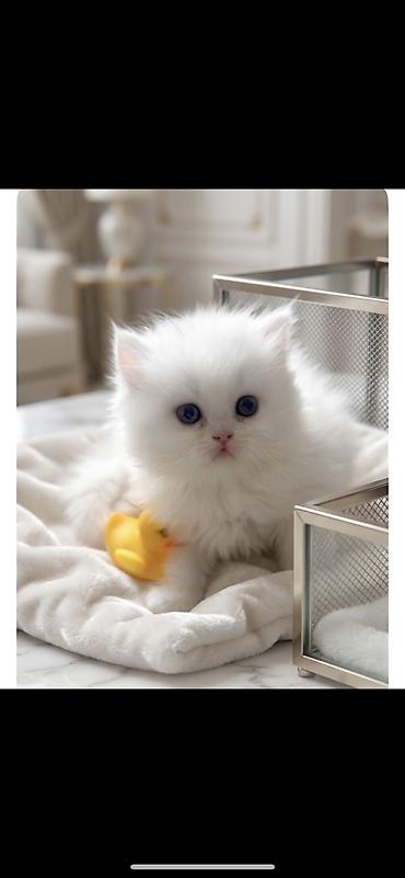 Pişiklər: Şotland, Dişi — 10